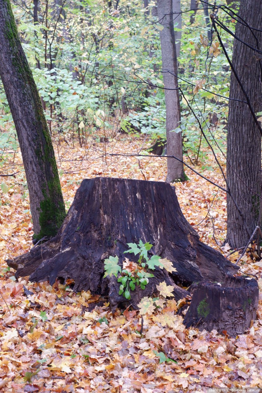 Дом кукол Лавандовый сон. Семейка Мокси. Гуляем коллекцию "Дриады" часть 2
