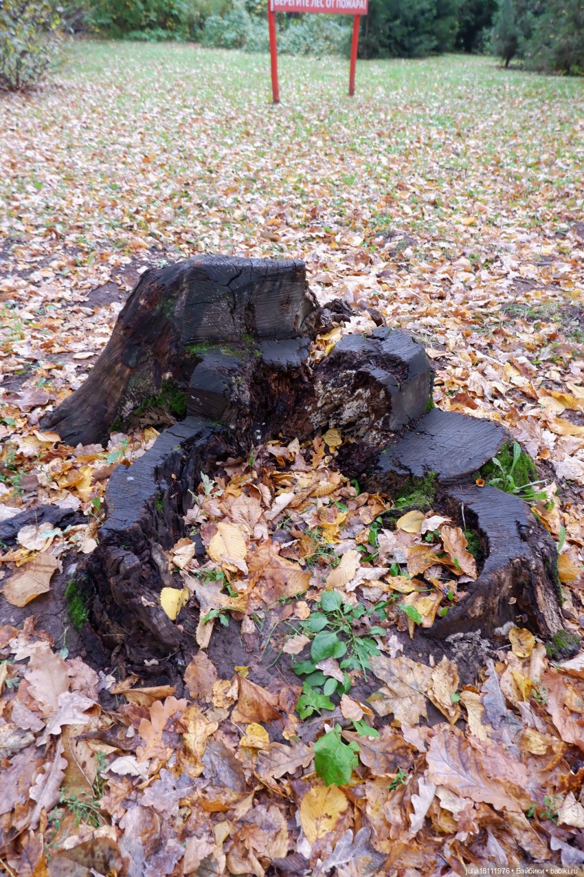 Дом кукол Лавандовый сон. Семейка Мокси. Гуляем коллекцию "Дриады" часть 2