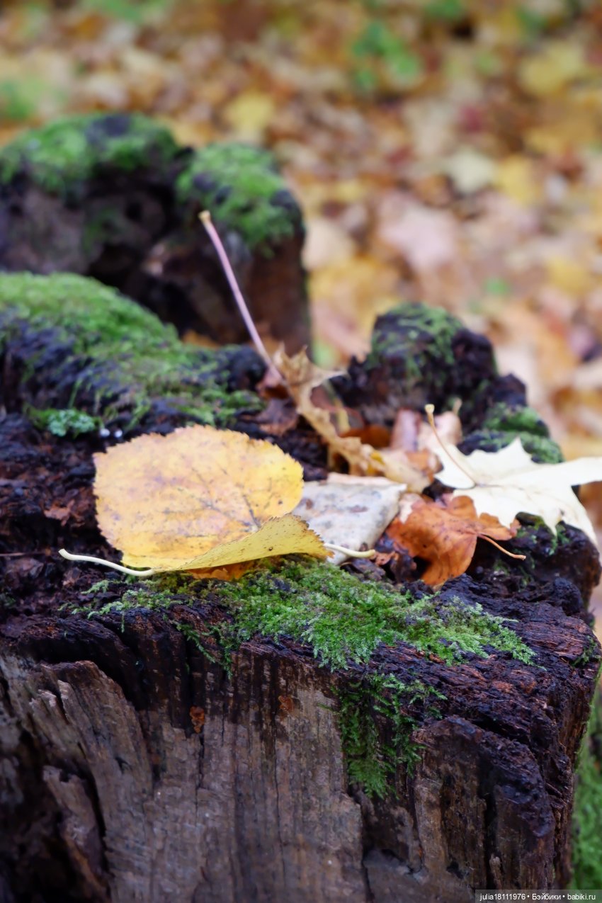 Дом кукол Лавандовый сон. Семейка Мокси. Гуляем коллекцию "Дриады" часть 2
