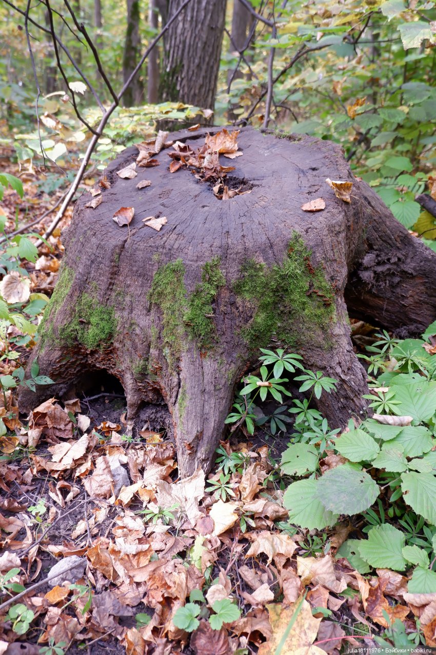 Дом кукол Лавандовый сон. Семейка Мокси. Гуляем коллекцию "Дриады" часть 2