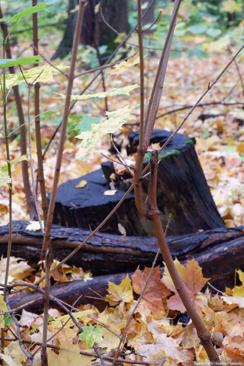 Дом кукол Лавандовый сон. Семейка Мокси. Гуляем коллекцию "Дриады" часть 2