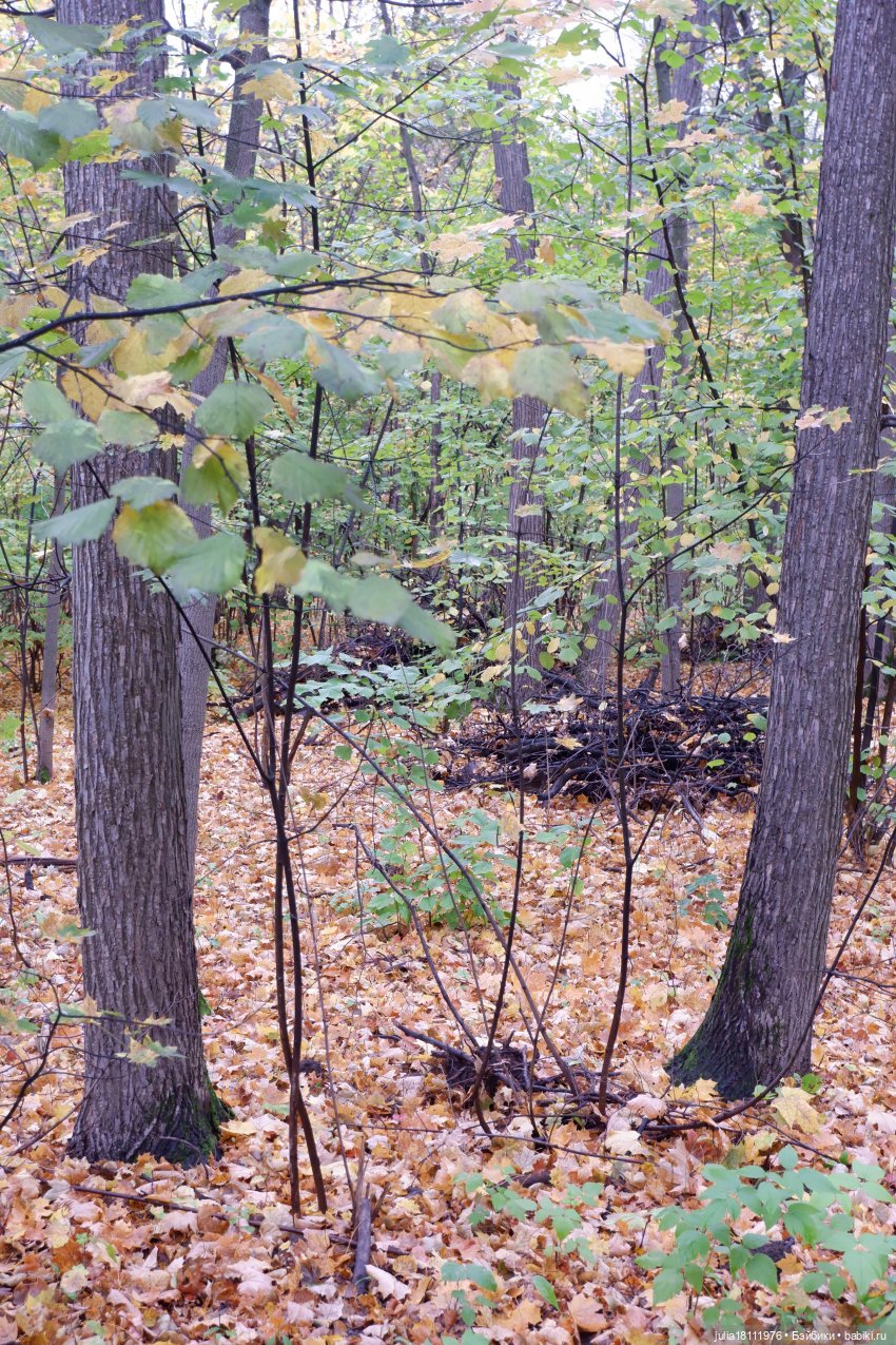 Дом кукол Лавандовый сон. Семейка Мокси. Гуляем коллекцию "Дриады" часть 2