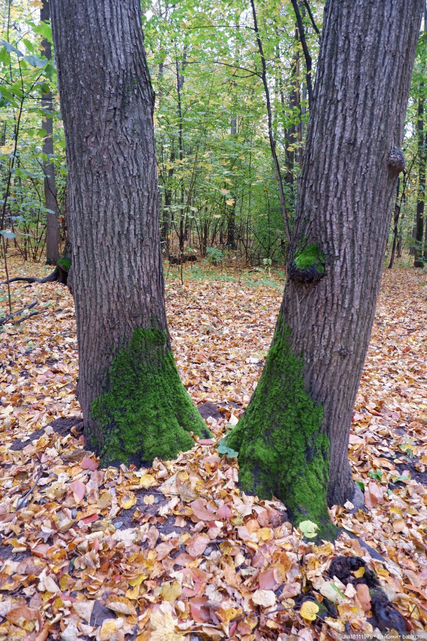 Дом кукол Лавандовый сон. Семейка Мокси. Гуляем коллекцию "Дриады" часть 2