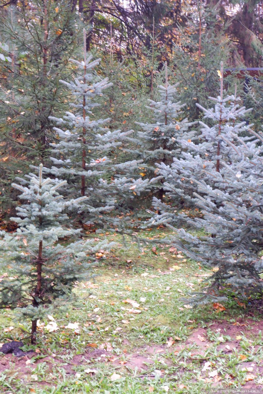 Дом кукол Лавандовый сон. Семейка Мокси. Гуляем коллекцию "Дриады" часть 2