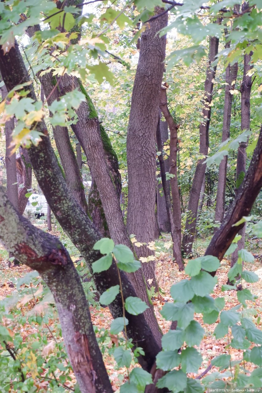 Дом кукол Лавандовый сон. Семейка Мокси. Гуляем коллекцию "Дриады" часть 2