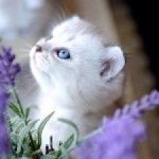 Лавандовый котенок  - к радости