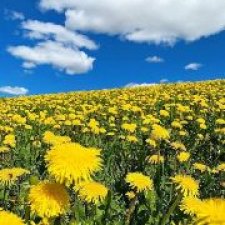 Сегодня всемирный день одуванчика