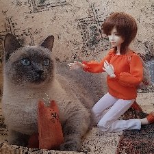 Мои котики