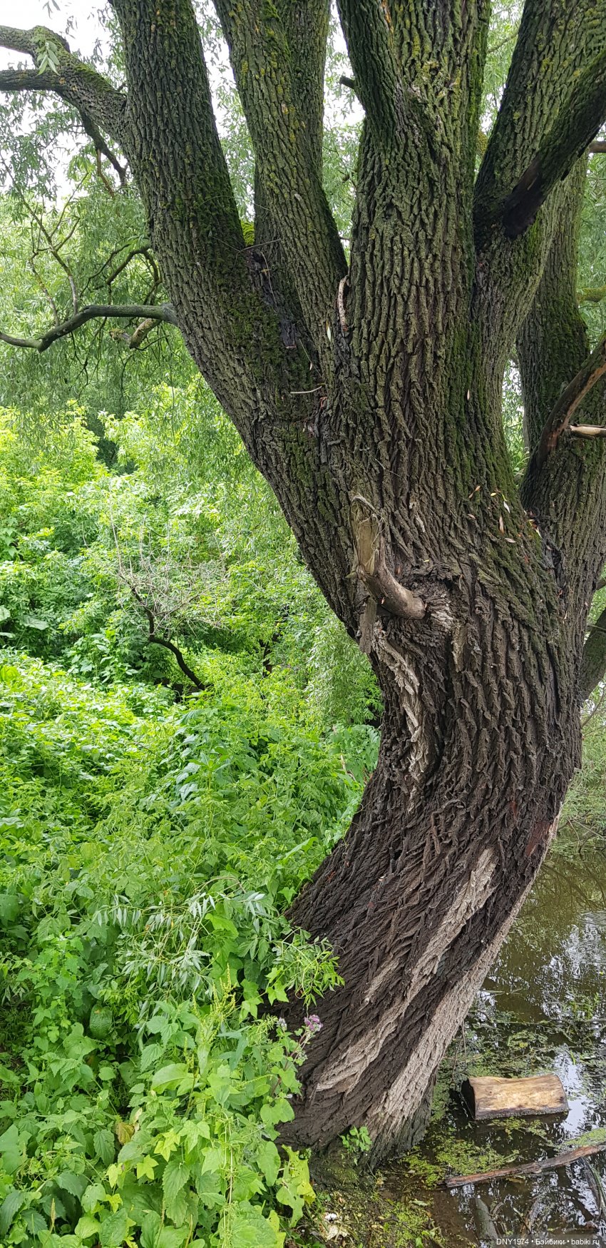 Анна в Коломне. После катаклизма (фото 6)