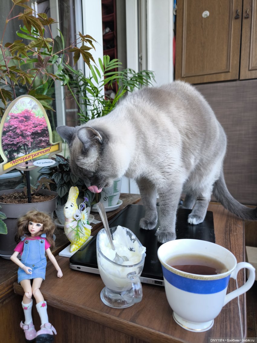 Утро начинается с котиков