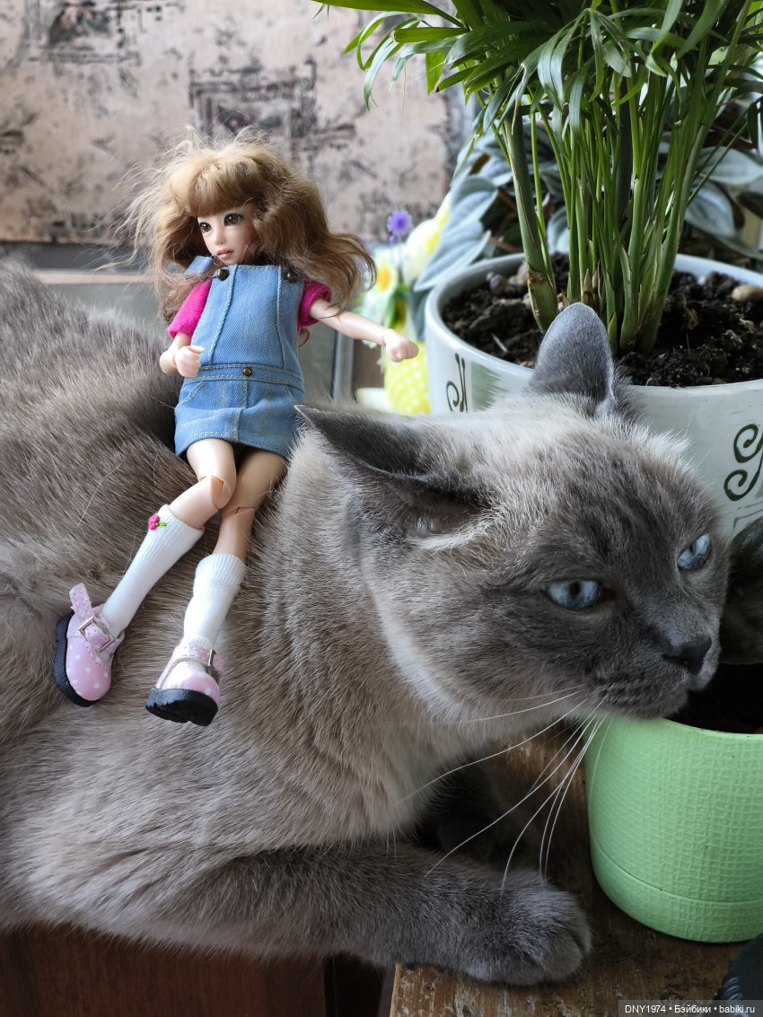 Утро начинается с котиков (фото 8)