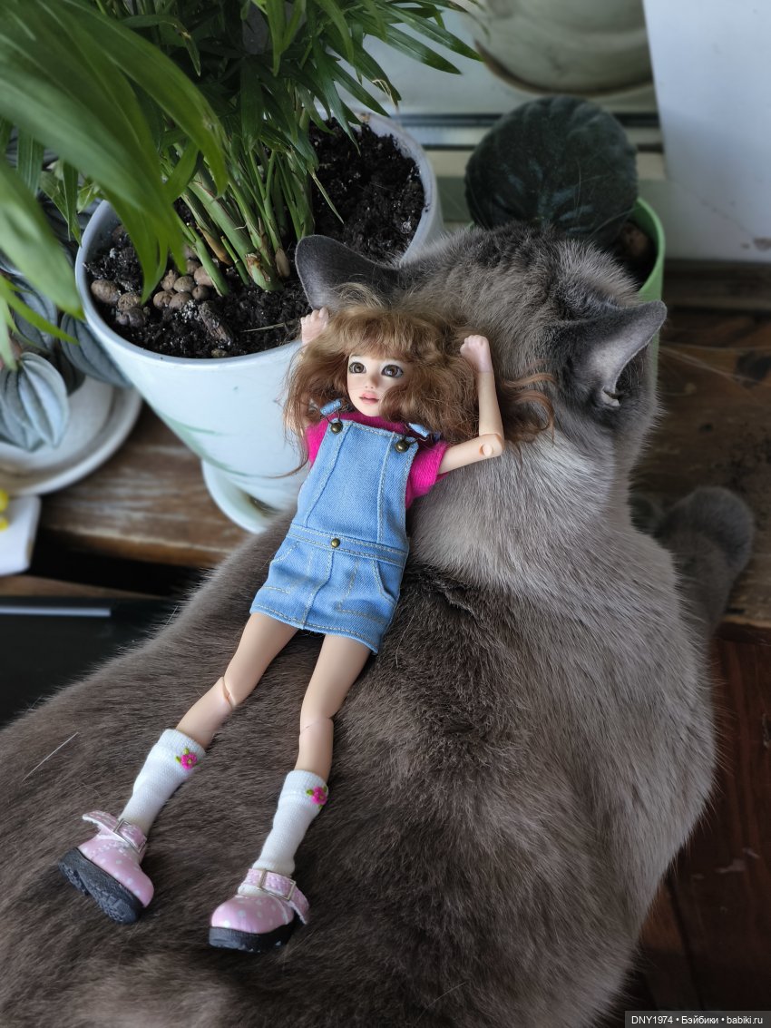 Утро начинается с котиков