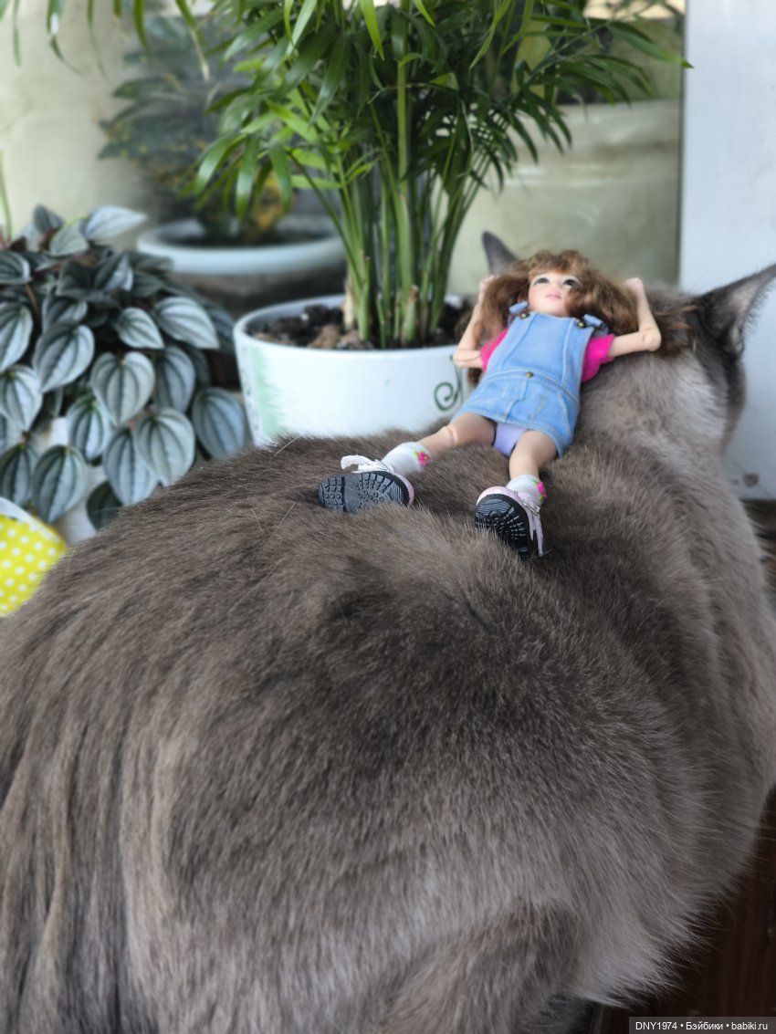 Утро начинается с котиков