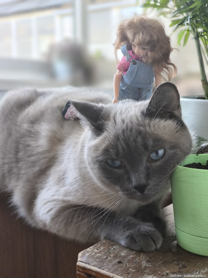 Утро начинается с котиков (фото 9)