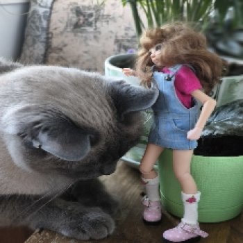 Утро начинается с котиков