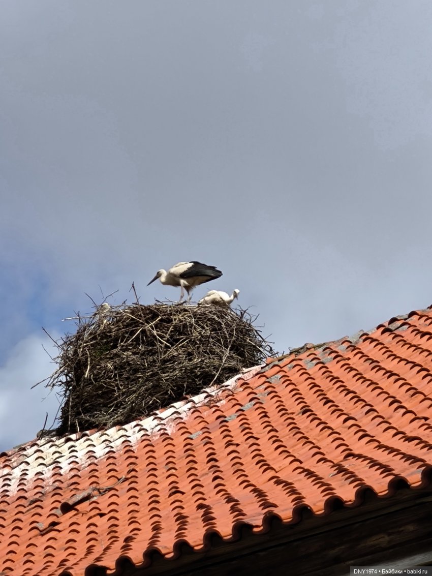 Котики Зеленоградска — Культура (фото 10)