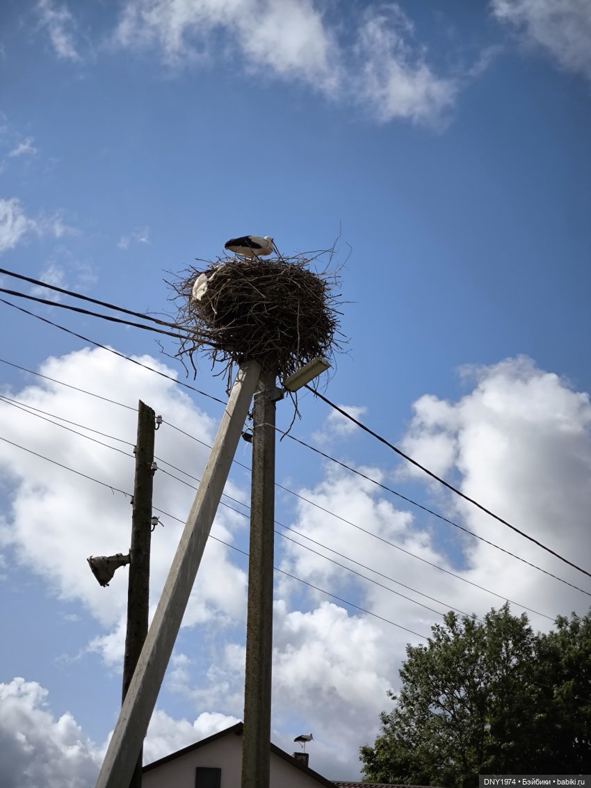 Котики Зеленоградска — Культура (фото 2)