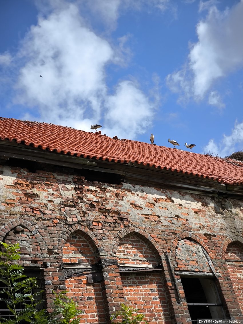 Котики Зеленоградска — Культура (фото 5)