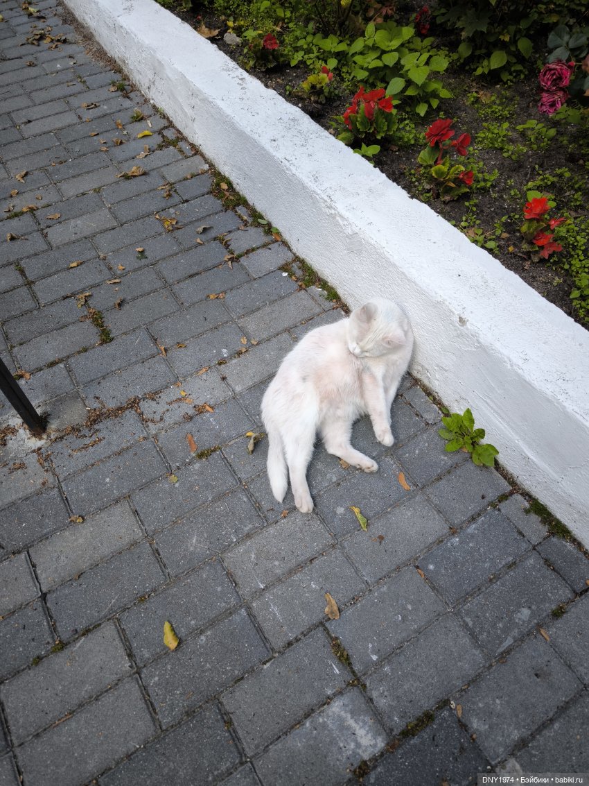 Котики Зеленоградска — Культура