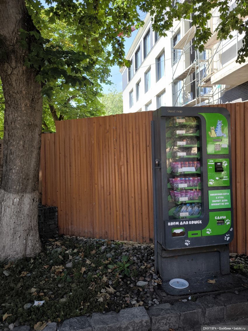 Котики Зеленоградска — Культура