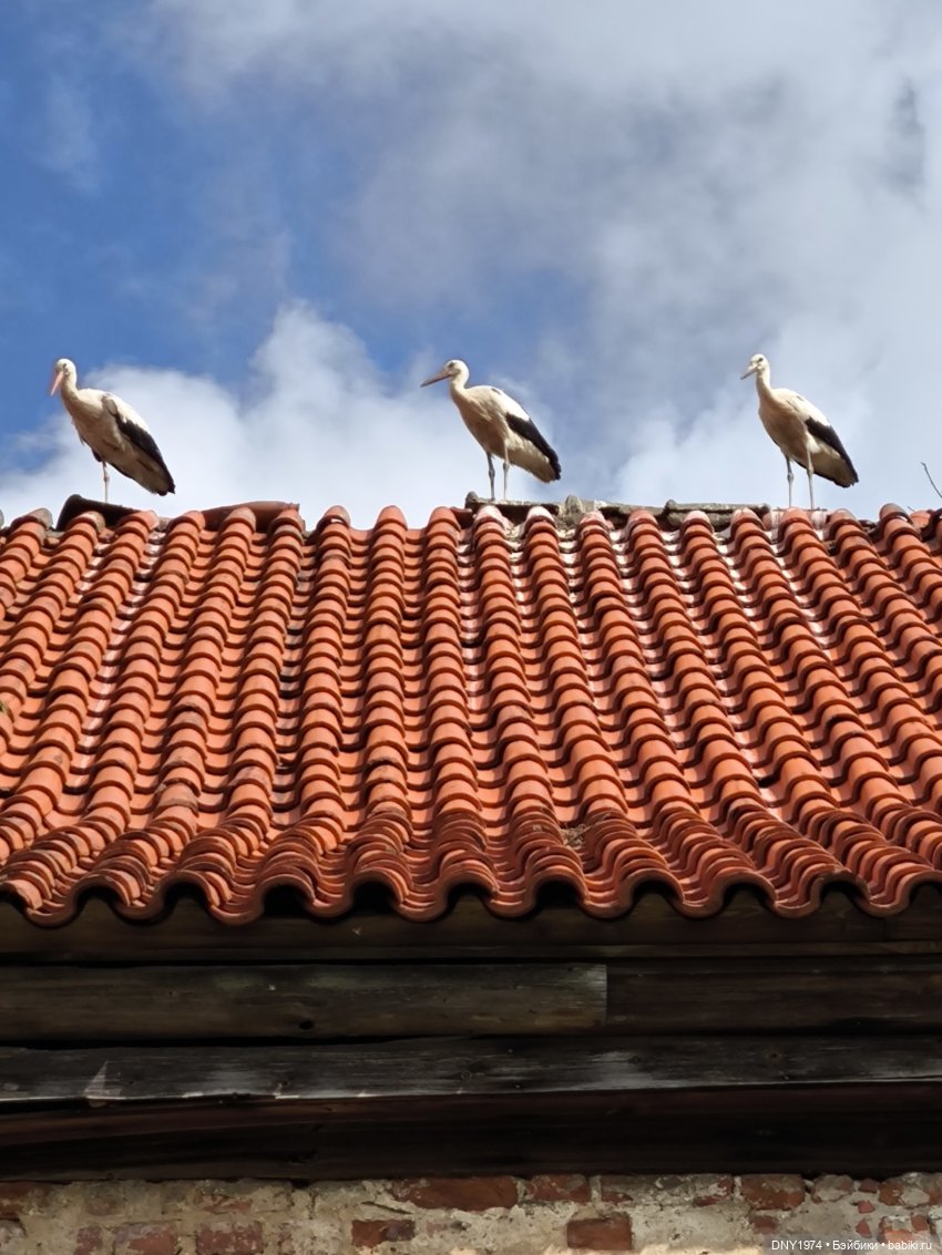 Котики Зеленоградска — Культура (фото 8)