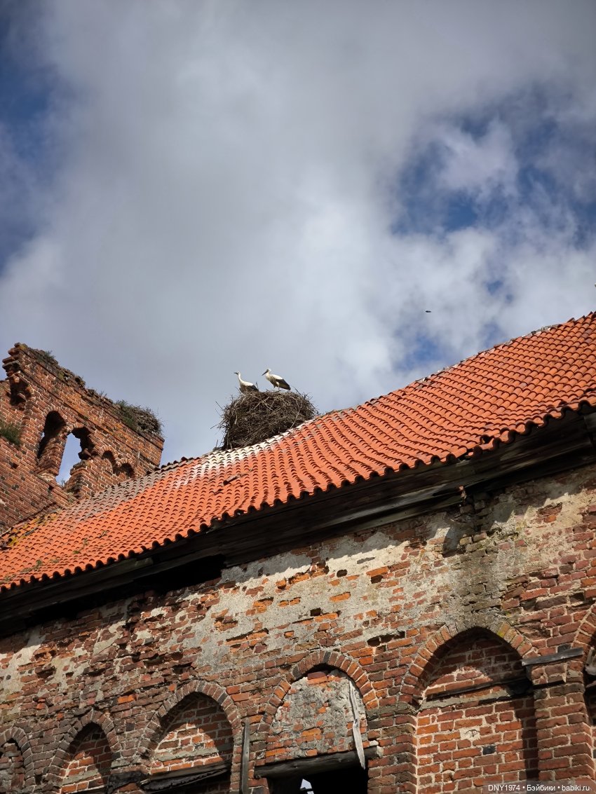 Котики Зеленоградска — Культура (фото 6)