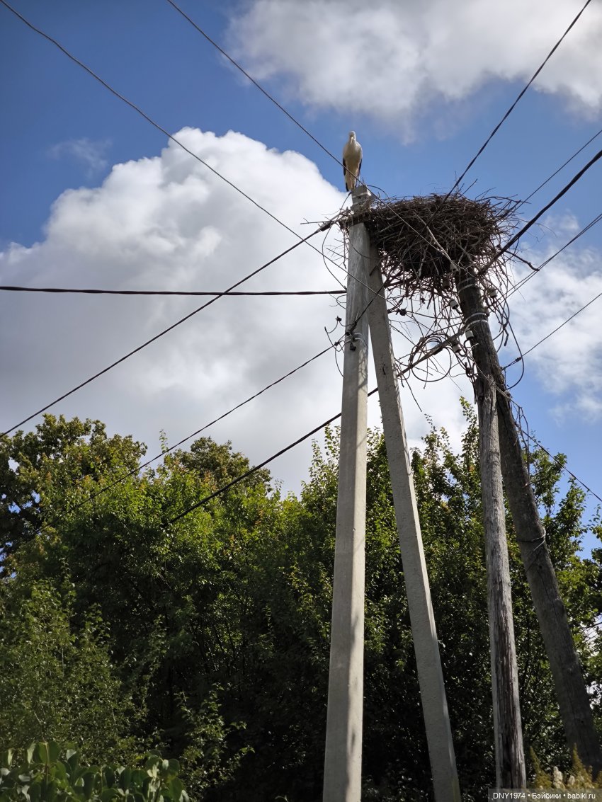 Котики Зеленоградска — Культура