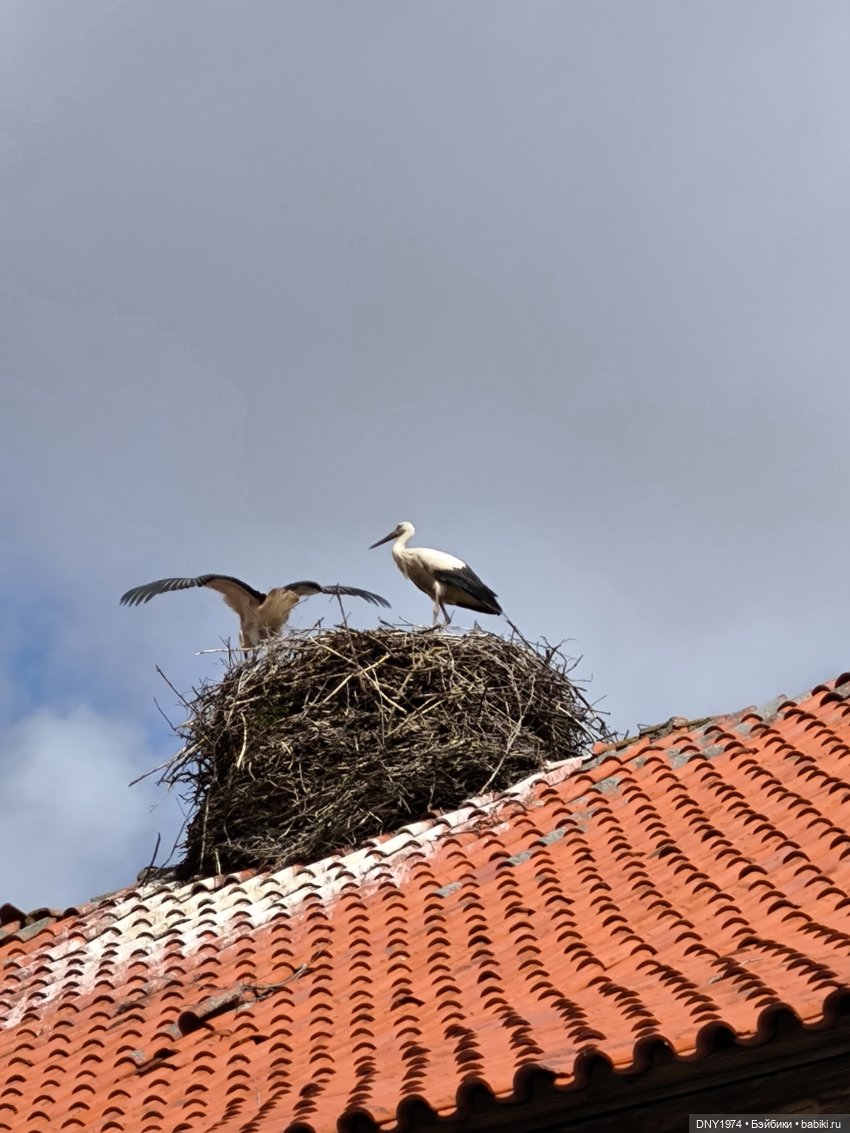 Котики Зеленоградска — Культура (фото 9)