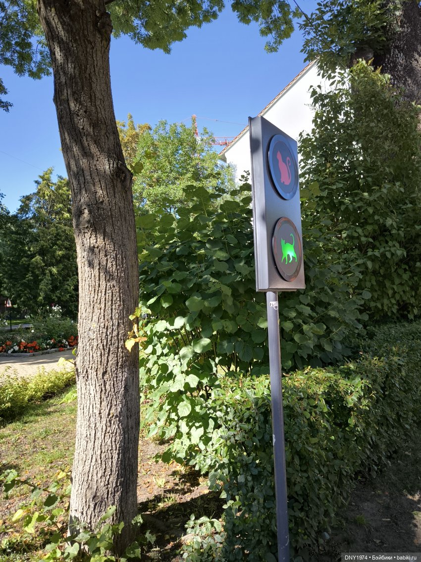 Котики Зеленоградска — Культура