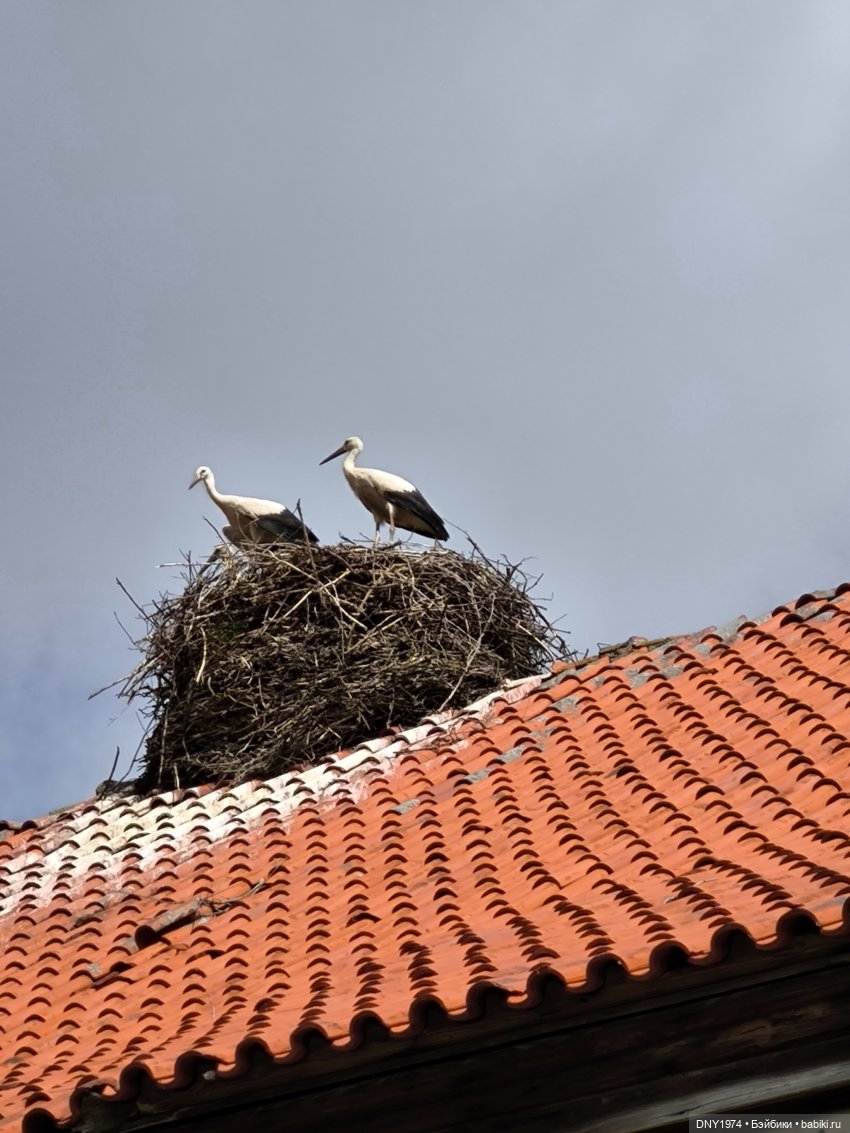 Котики Зеленоградска — Культура (фото 7)