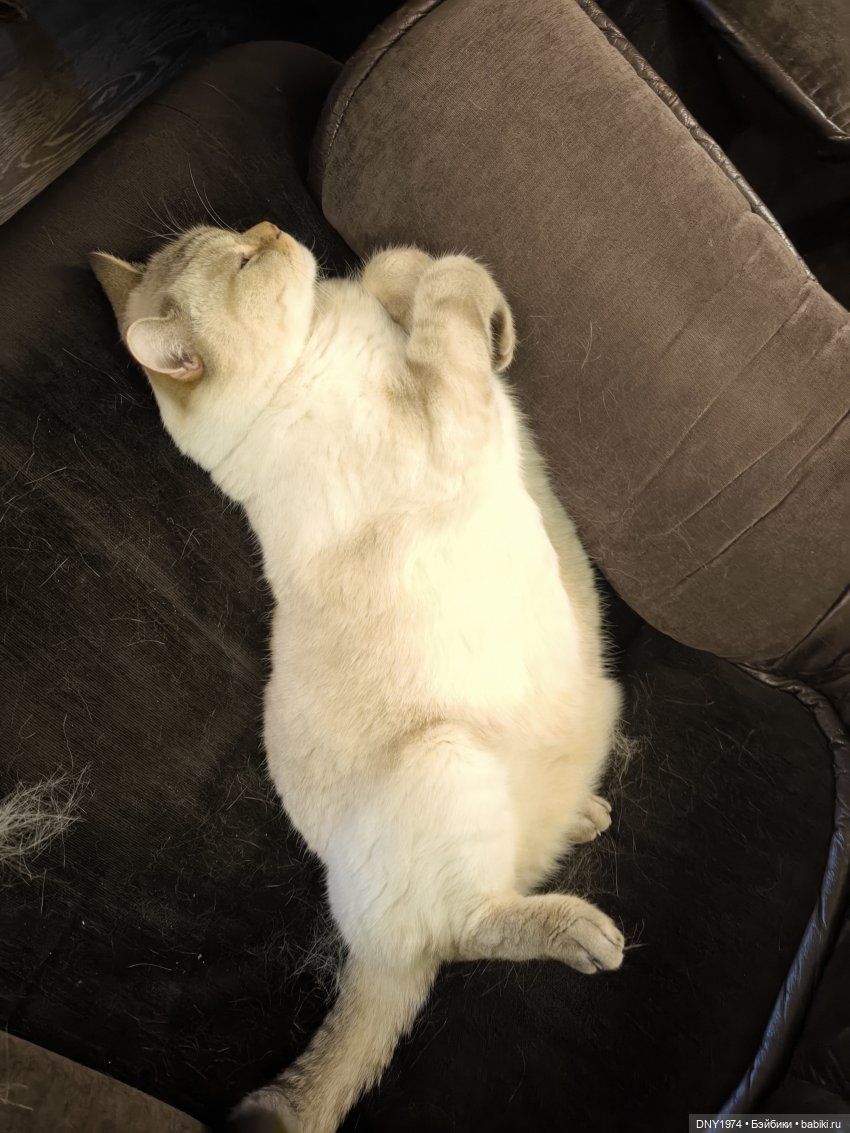 Идиотъ — Домашние фото авторских игрушек: Тедди (фото 2)