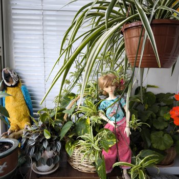 Джунгли на балконе