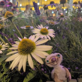 Что любит Сид