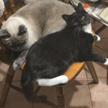 В поддержку челленджа