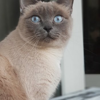 День котиков