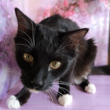 Весна, цветет вишня - любовь пришла