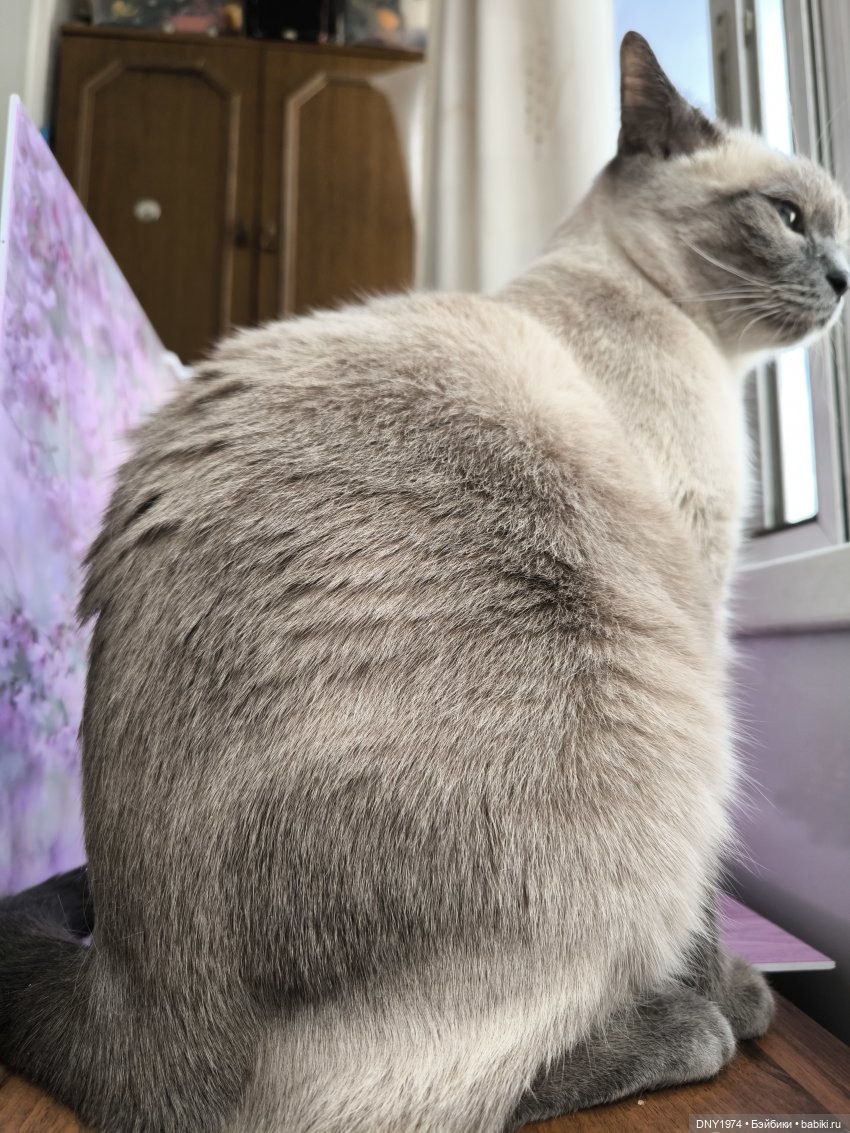 О лисах и хвостах — Азиатские виниловые куклы (разное): Китай