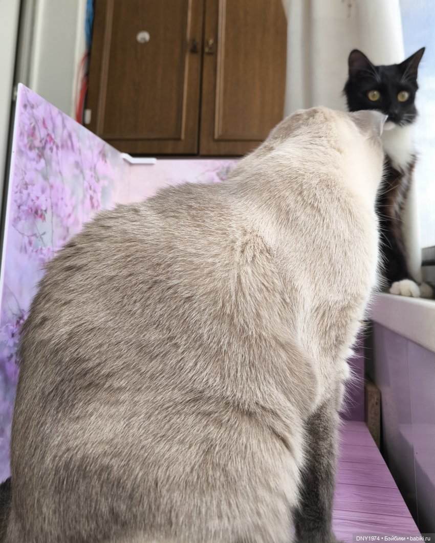 О лисах и хвостах — Азиатские виниловые куклы (разное): Китай