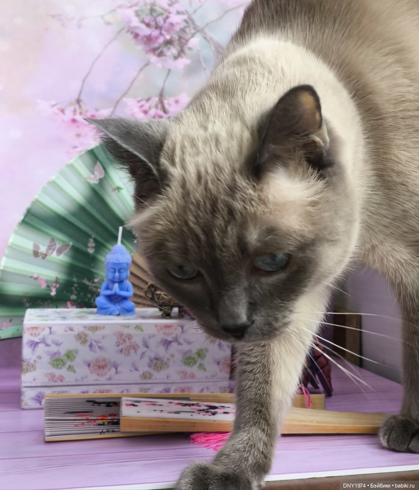 О лисах и хвостах — Азиатские виниловые куклы (разное): Китай