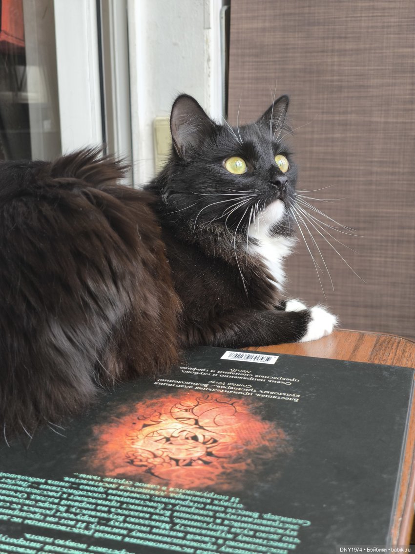 Рыбка для кисы — Экшн (фото 4)