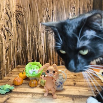 Во саду ли, в огороде