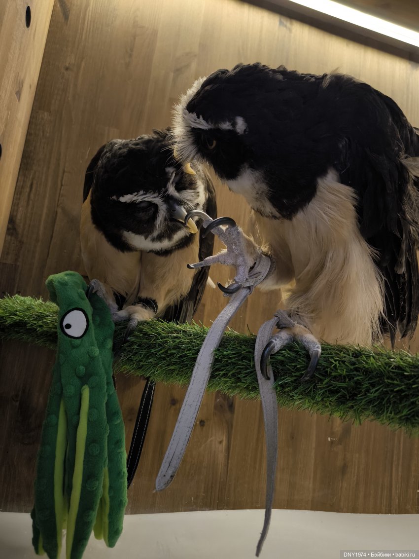 Прогулка с Чарли | Бэйбики Прогулка с Чарли — Авторские куклы BJD (БЖД) у нас дома: фото (фото 9)