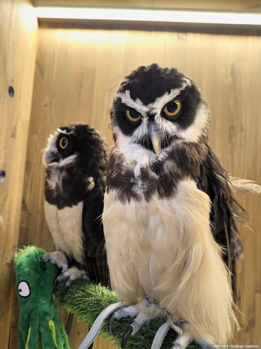 Прогулка с Чарли | Бэйбики Прогулка с Чарли — Авторские куклы BJD (БЖД) у нас дома: фото