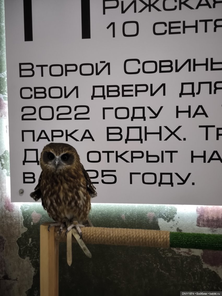 Прогулка с Чарли | Бэйбики Прогулка с Чарли — Авторские куклы BJD (БЖД) у нас дома: фото (фото 8)