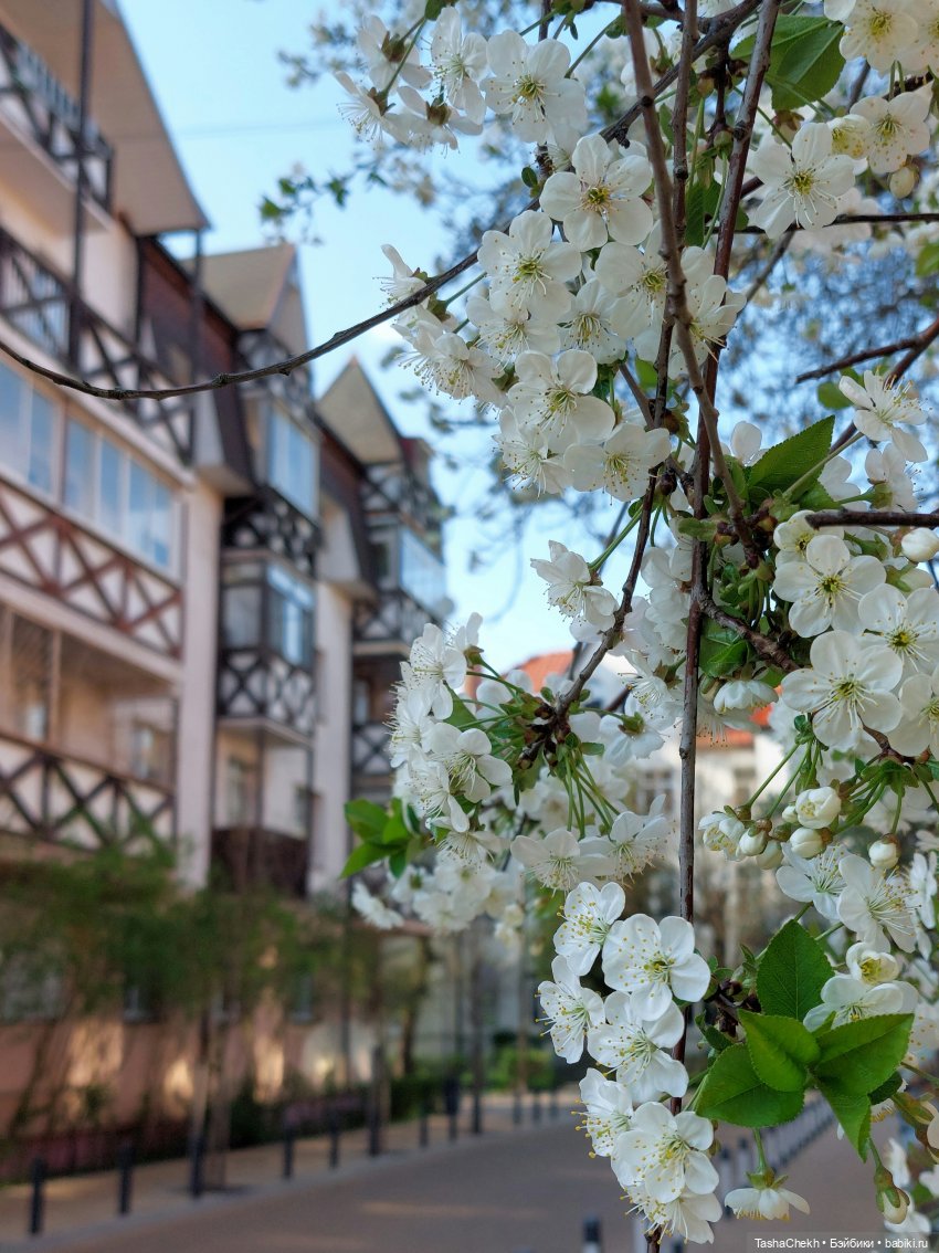 Цветущий город