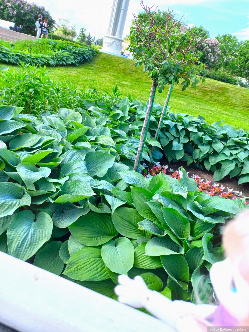 Клумбы, фонтаны и цветы или путешествие Дуду (фото 5)