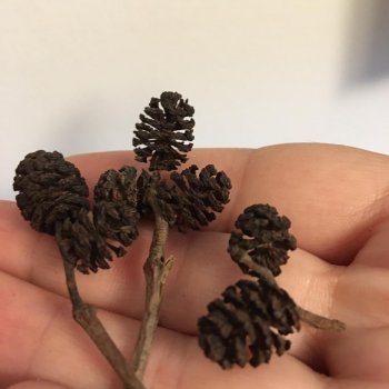 Мини шишки на елочку