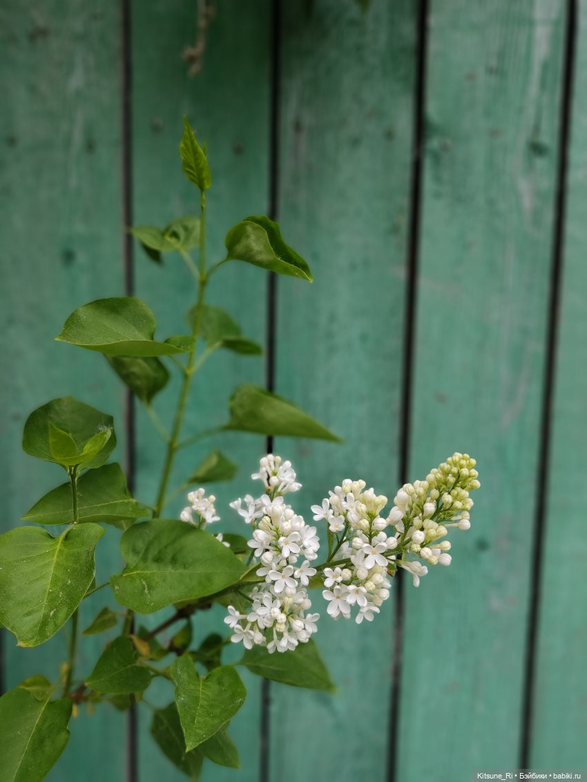 Прогулочное. Джувел | Бэйбики Прогулочное. Джувел — Куклы Rainbow High (Рейнбоу Хай (фото 9)