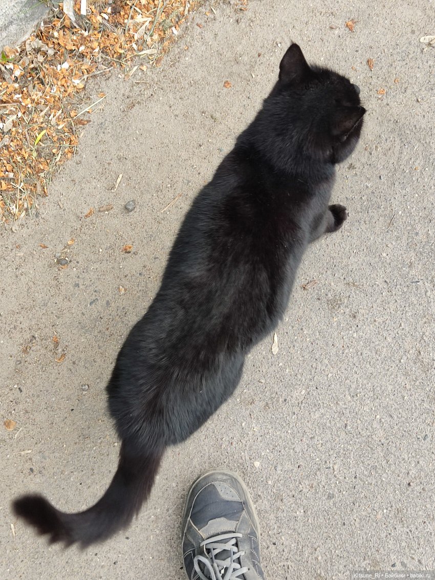 Прогулочное. Джувел | Бэйбики Прогулочное. Джувел — Куклы Rainbow High (Рейнбоу Хай (фото 6)