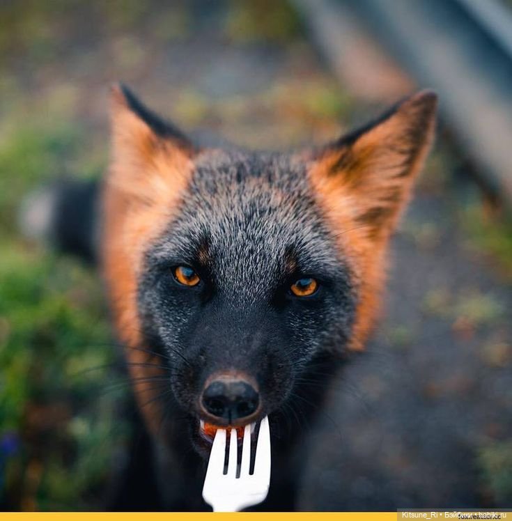 Past in Sicily: ТроеПадрие (фото 7)